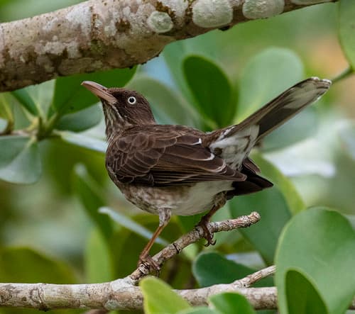 Pearly-eyed Thrasher