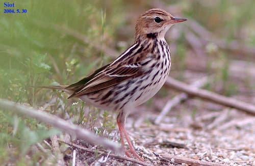 Pechora Pipit