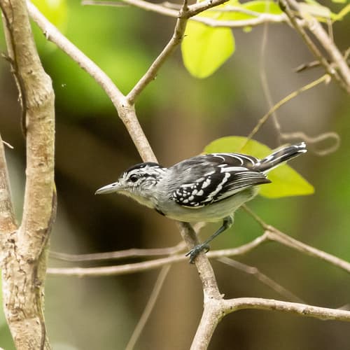 Pectoral Antwren