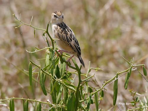 Pectoral-patch Cisticola