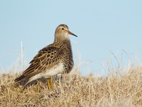 Pectoral Sandpiper