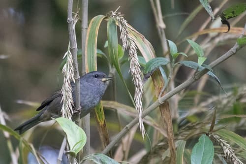Peg-billed Finch