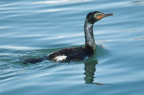Pelagic Cormorant