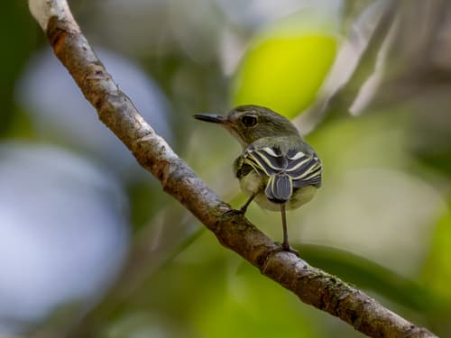 Pelzeln's Tody-Tyrant