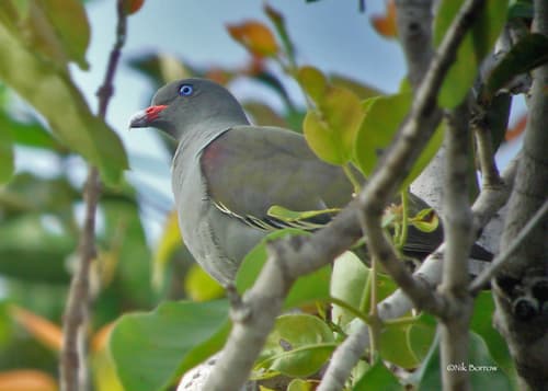Pemba Green-Pigeon
