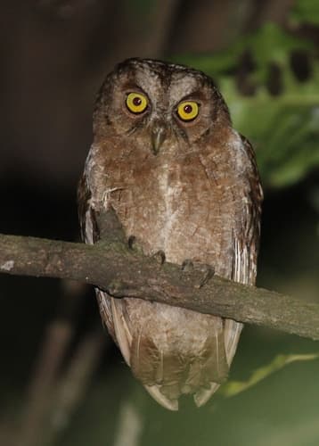 Pemba Scops-Owl