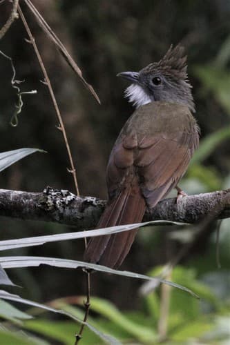 Penan Bulbul