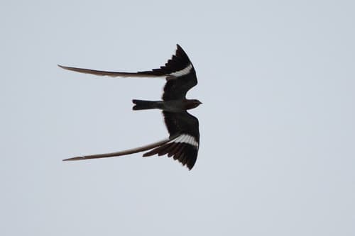 Pennant-winged Nightjar