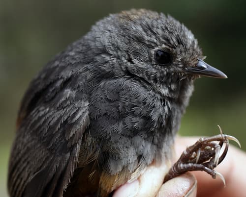 Perijá Tapaculo