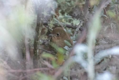 Perija Antpitta