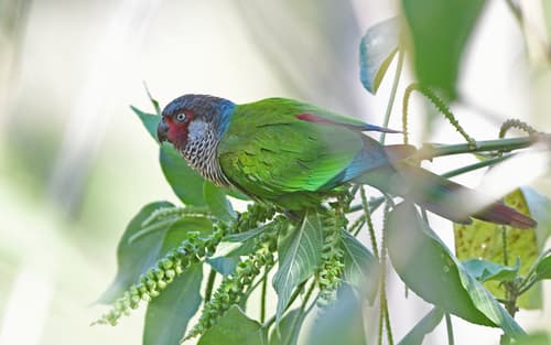 Perija Parakeet
