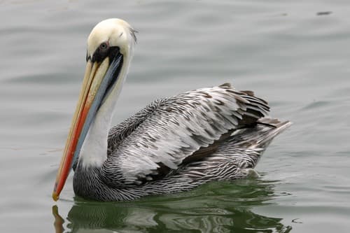 Peruvian Pelican