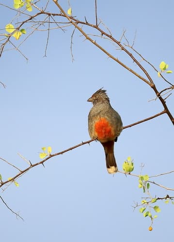 Peruvian Plantcutter