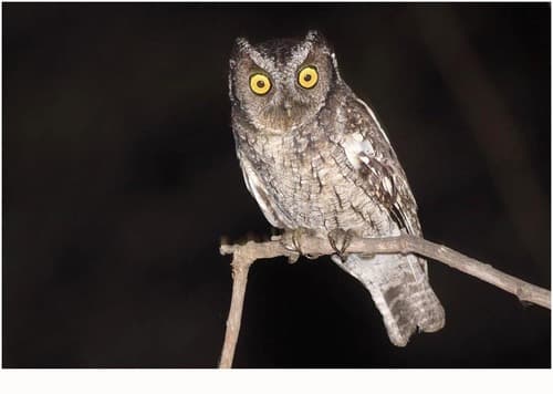 Peruvian Screech-Owl