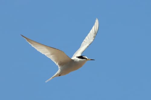 Peruvian Tern