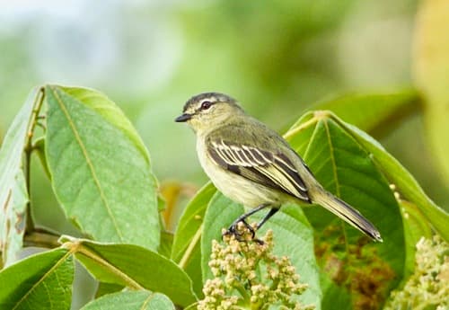 Peruvian Tyrannulet