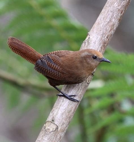 Peruvian Wren