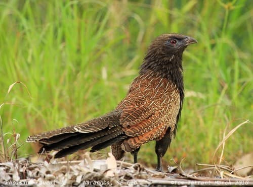 Pheasant Coucal