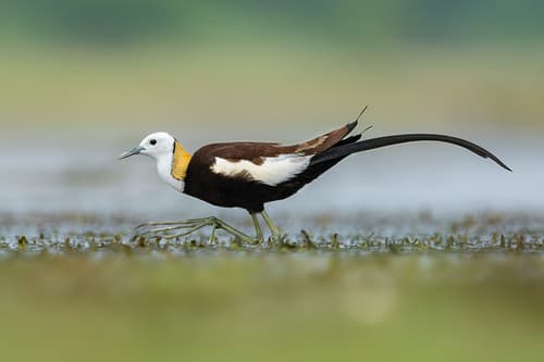 Pheasant-tailed Jacana
