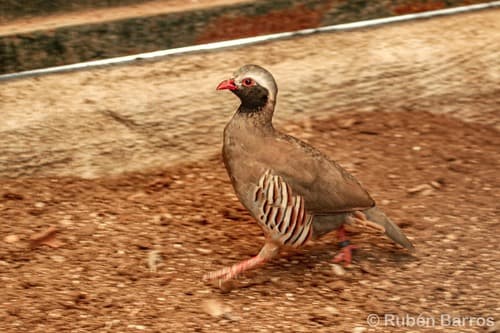 Philby's Partridge