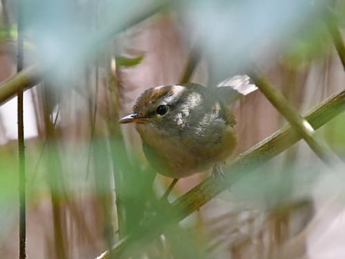Philippine Bush Warbler