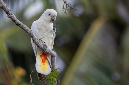 Philippine Cockatoo