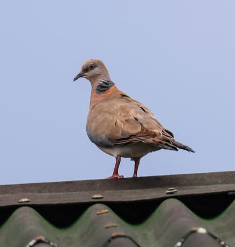 Philippine Collared-Dove