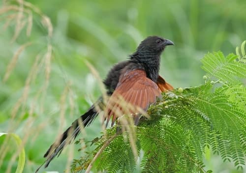 Philippine Coucal