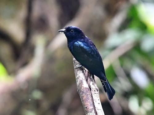 Philippine Drongo-Cuckoo