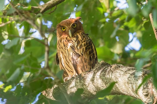 Philippine Eagle-Owl