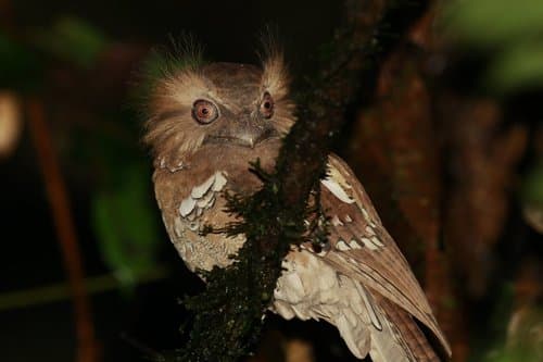 Philippine Frogmouth