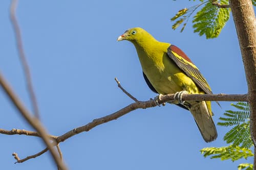 Philippine Green-Pigeon