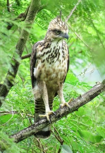 Philippine Hawk-Eagle