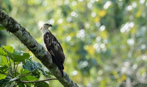 Philippine Honey-buzzard