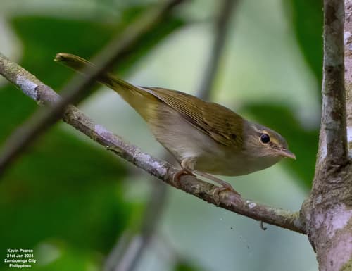 Philippine Leaf Warbler