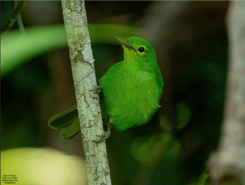 Philippine Leafbird