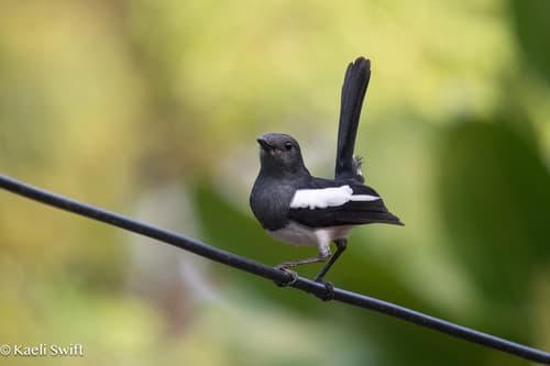 Philippine Magpie-Robin