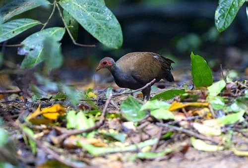 Philippine Megapode