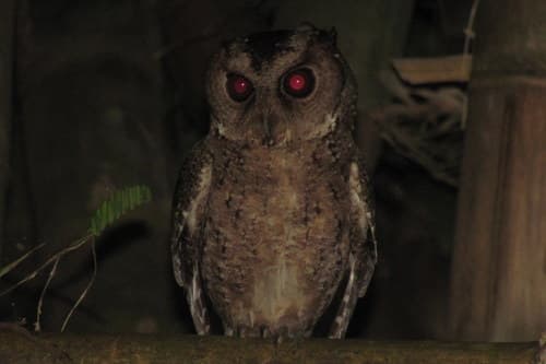 Philippine Scops-Owl