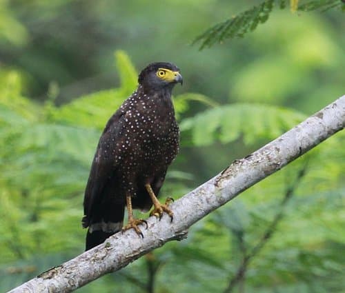 Philippine Serpent-Eagle