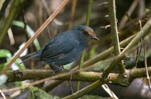 Philippine Shortwing