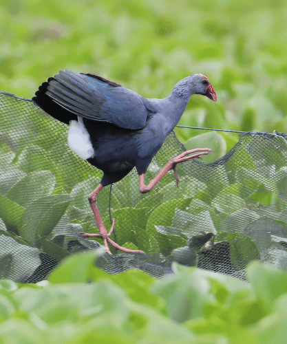 Philippine Swamphen