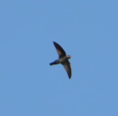 Philippine Swiftlet