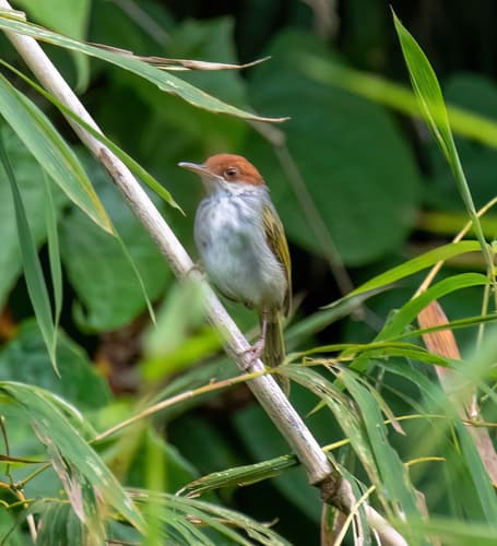 Philippine Tailorbird
