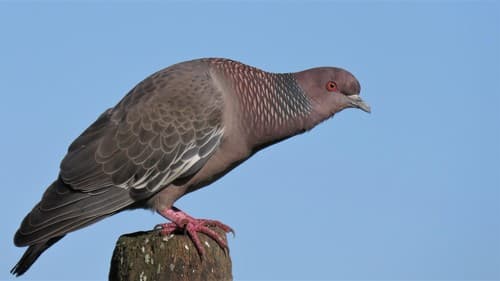 Picazuro Pigeon