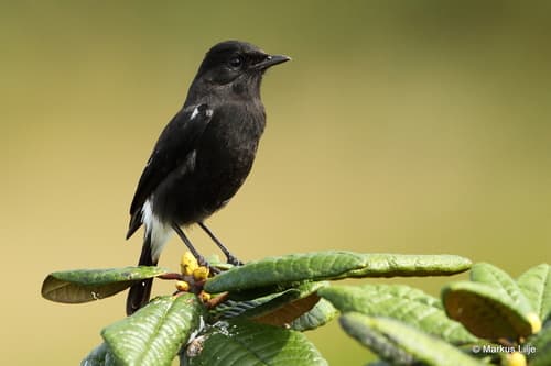 Pied Bushchat