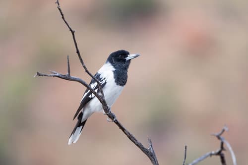 Pied Butcherbird