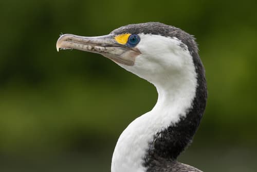 Pied Cormorant