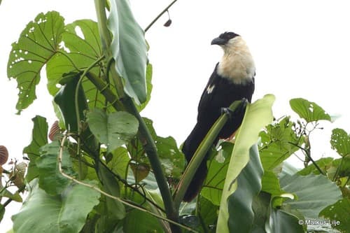 Pied Coucal