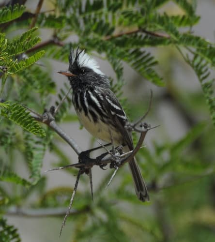 Pied-crested Tit-Tyrant